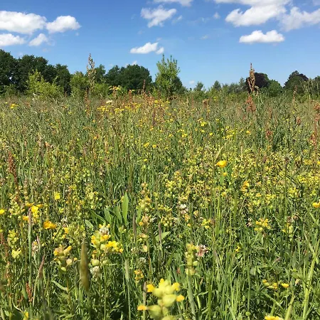 Hollicarrs - Forest Retreat Orman Evi York