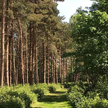 Hollicarrs - Forest Retreat Orman Evi York