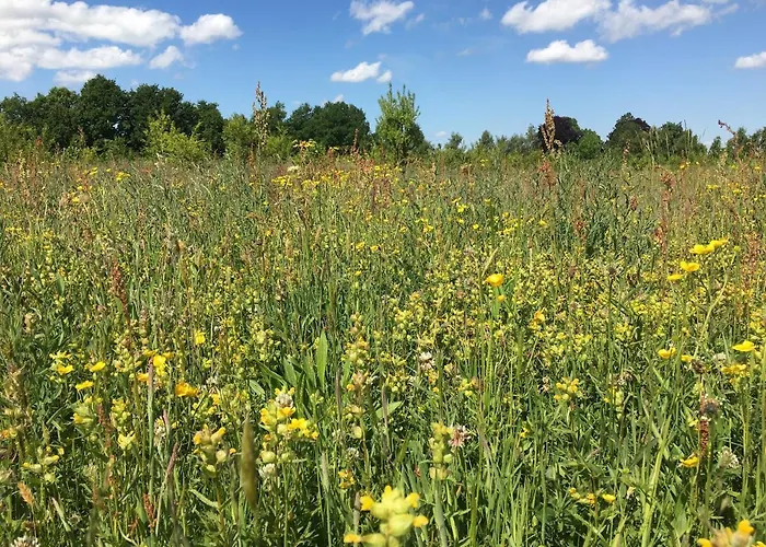 Hollicarrs - Forest Retreat Деревянный коттедж Йорк