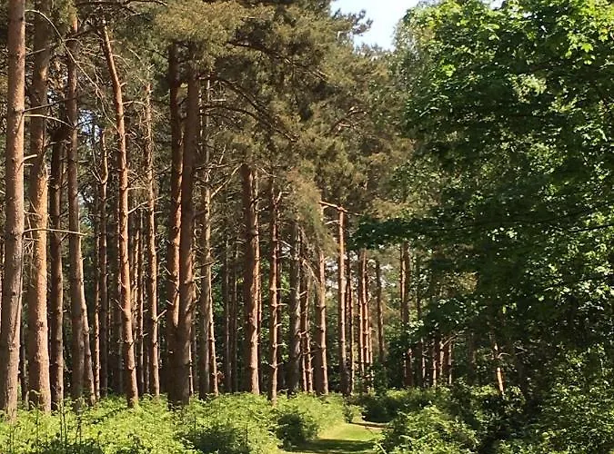 Hollicarrs - Forest Retreat Деревянный коттедж Йорк