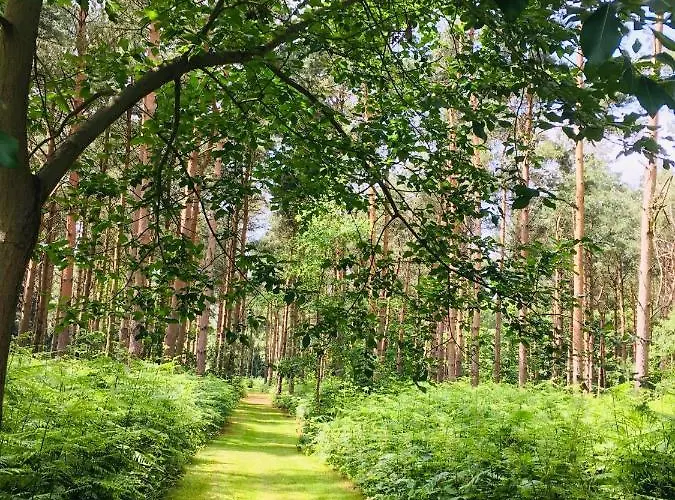 بيت خشبي Hollicarrs - Forest Retreat *