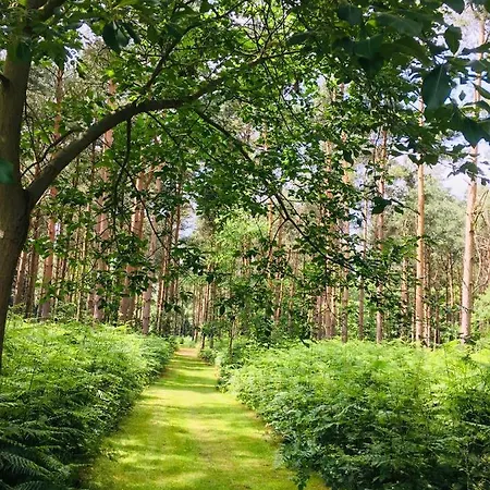אכסניה Hollicarrs - Forest Retreat *