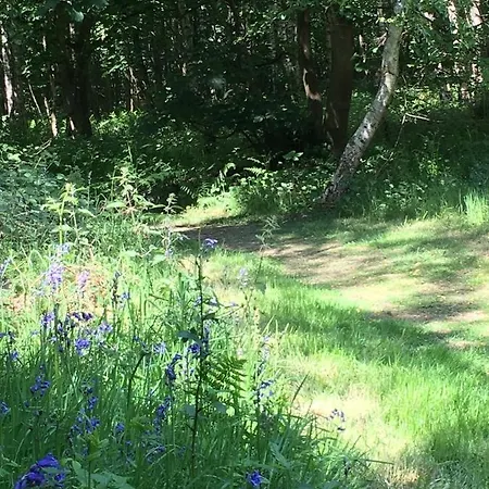 Hollicarrs - Forest Retreat