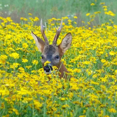 Lodge Hollicarrs - Forest Retreat