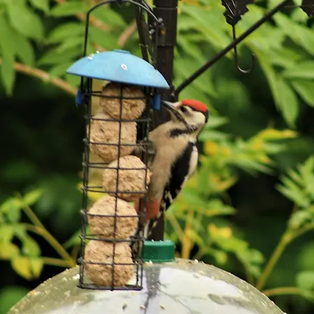 Hollicarrs - Forest Retreat * York