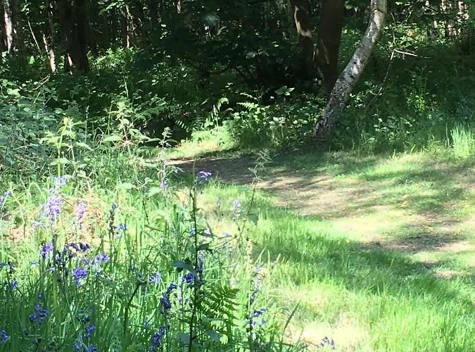 Hollicarrs - Forest Retreat