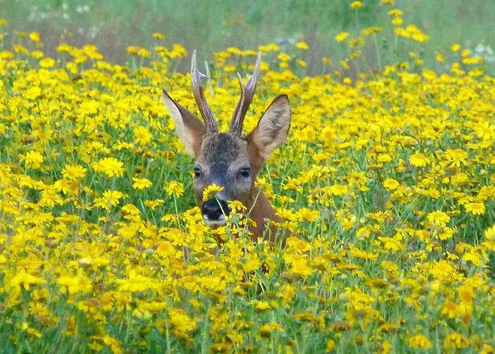Domek letniskowy Hollicarrs - Forest Retreat