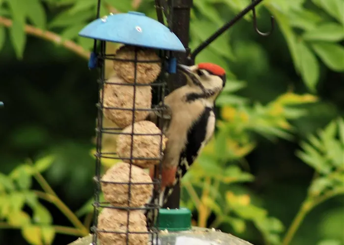 Hollicarrs - Forest Retreat * York